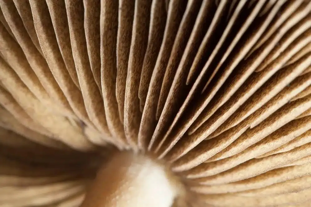 1. Looking Closely for the Unseen