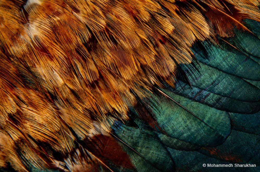 3.Section C Nature .jpg