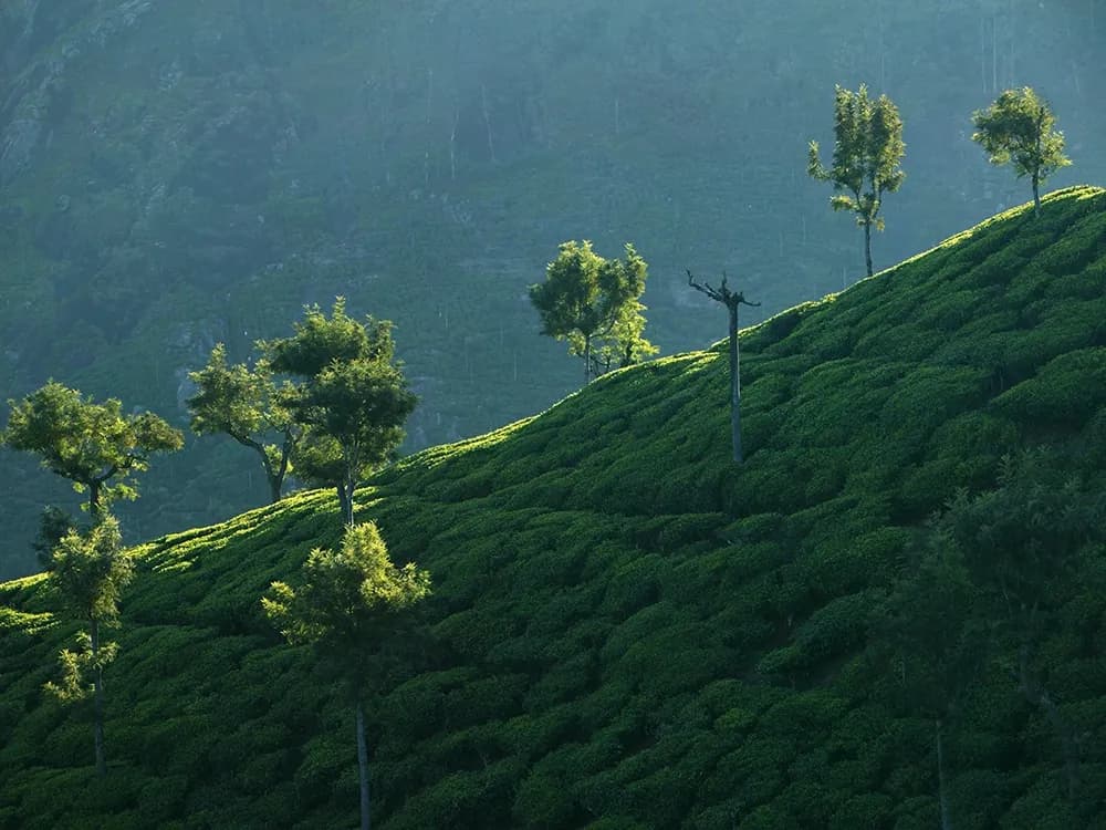 Nilgiris-img-8.webp