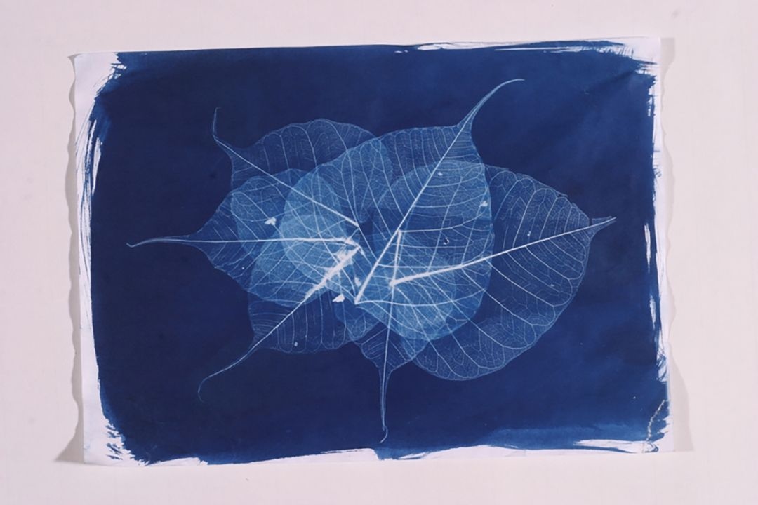 Cyanotype-of-artificial-leaves.jpg